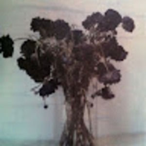 Meet your Posher, Alicia